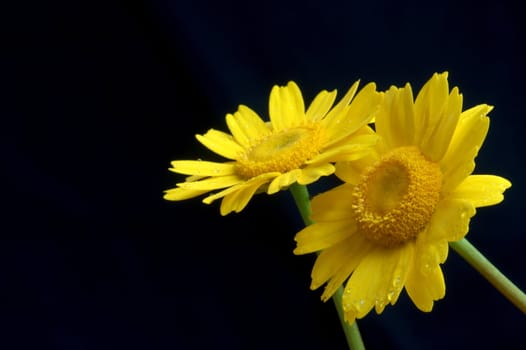 Two yellow flowers on black background.