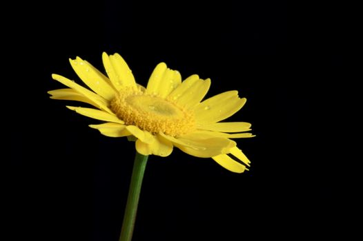 a single yellow flower on black background