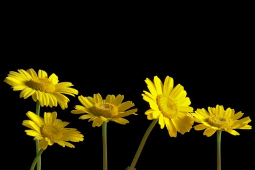 yellow flowers on black background.