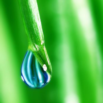 big water drop on grass blade