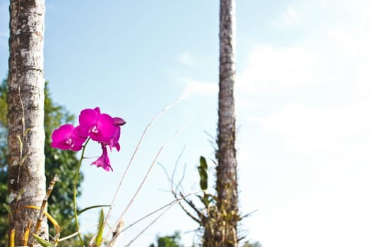 pink orchid in the garden