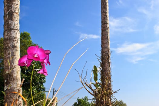 pink orchid in the garden