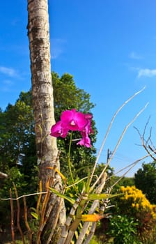 pink orchid in the garden