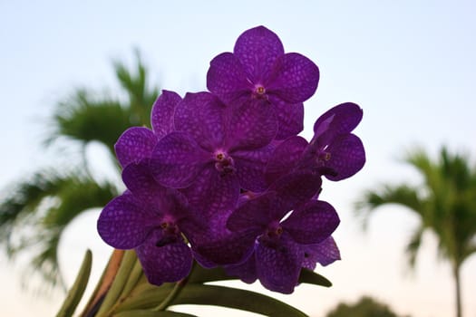 purple orchid in the garden