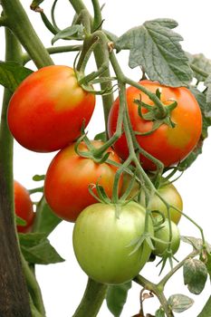 bunch of ripening tomatoes