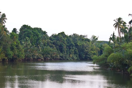 river in the jungle evening view