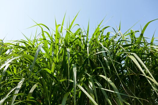 Miscanthus plants are grown in agriculture for biofuels, diesel and ethanol