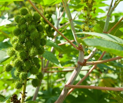 Biodiesel is produced from the seed pods of castor bean plants
