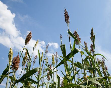 Close up of seeds of sorghum plans on farm grown for bio fuels and ethanol