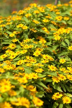 Yellow flowers in full bloom beautiful sunlight.