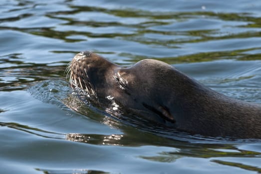 Sea lion swimming in the water under the sun