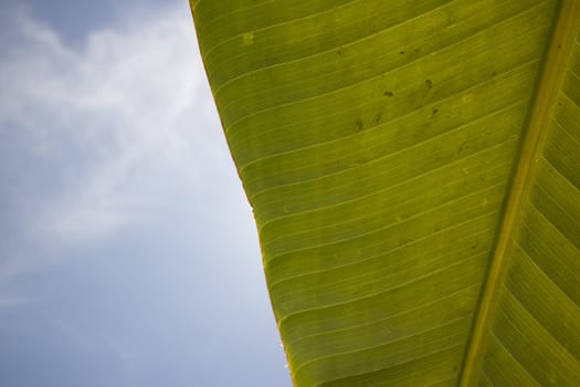 cloudy blue sky with a tropical banana leaf 