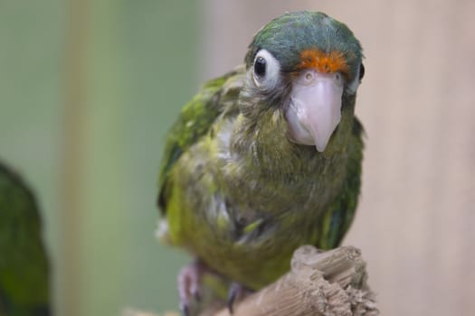 young green parrots on a branch in the wild.