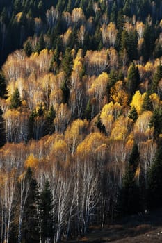 Landscape of golden woods in the autumn morning