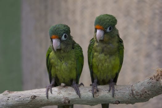 young green parrots on a branch in the wild.