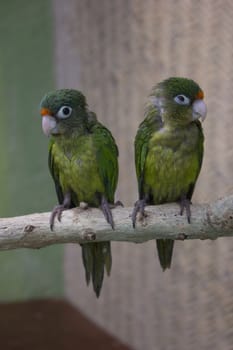 young green parrots on a branch in the wild.