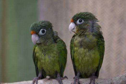 young green parrots on a branch in the wild.