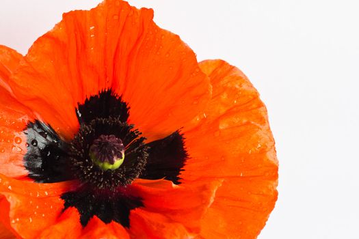 Single bright orange Poppy