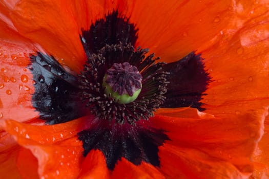 A single bright Orange Poppy