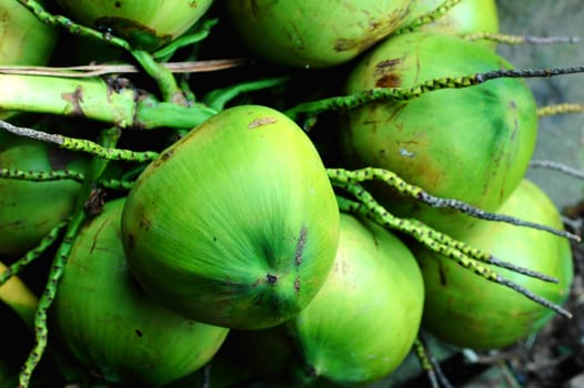 Closeup view of green fresh coconut fruits 