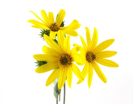 Yellow flowers over white