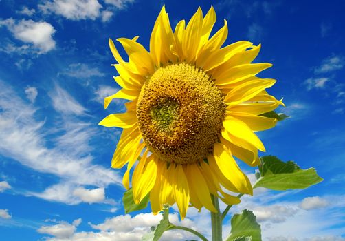 Blossom sunflower over blue sky with clouds. Shallow DOF.