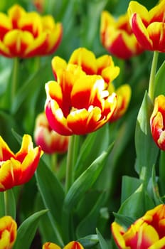 Tulip flower in the garden