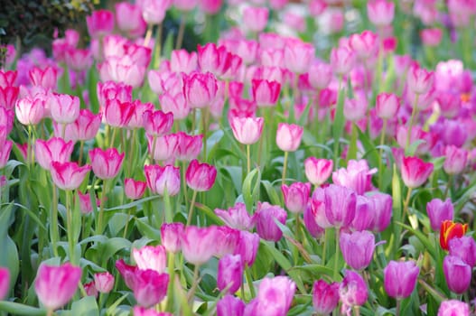 Pink tulip flower in the garden