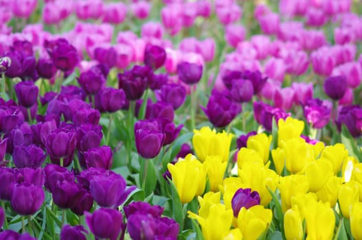 Colorful Tulip in the garden