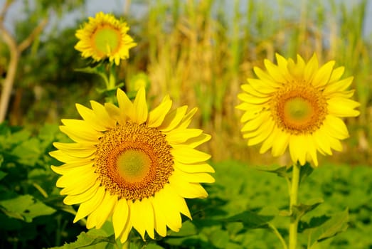 Sunflower in the farm, Agriculture in Thailand