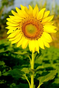 Sunflower in the farm