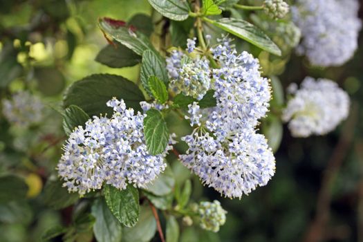 lilac flowers