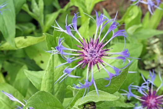 pretty purple perennial cornflower