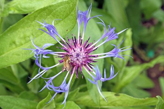 purple perennial cornflower