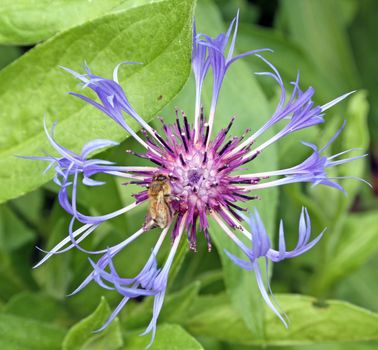 purple and pink perennial cornflower