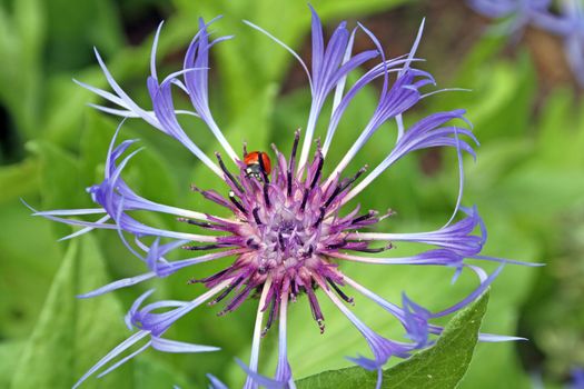 perennial cornflower with ladybird