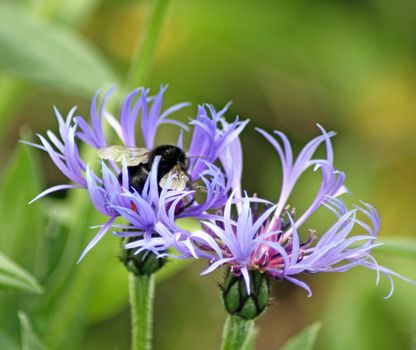 stunning perennial cornflower with bee