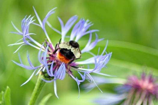 perennial cornflower with bee