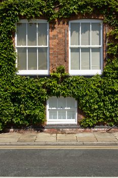 Three white painted windows set in red brick surrounded by green ivy leaves with a pavement and road with parking restriction lines.