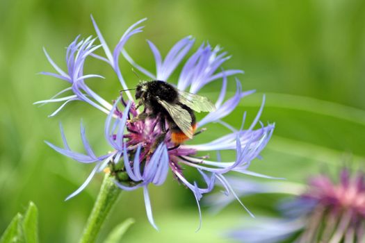 perennial cornflower with bee