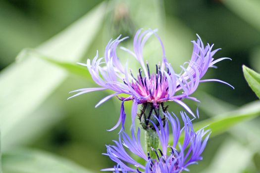 stunning perennial cornflower