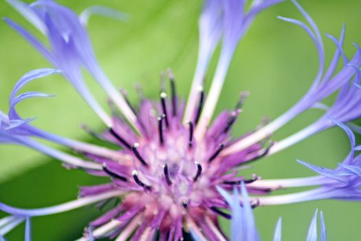 perennial cornflower close up