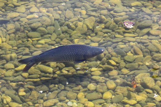carp in the clear water of an artificial lake