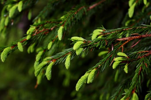 closeup of spruce buds at the end of spring