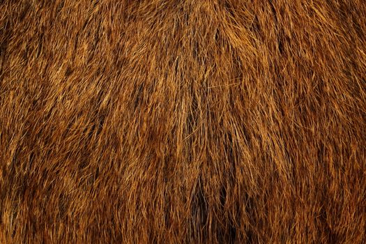 texture of wild boar fur