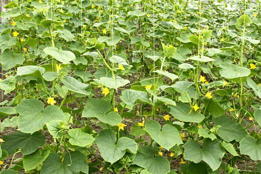 Cucumbers plants flowering in film greenhouses. The rapid growth in summer