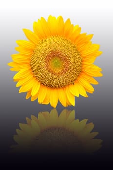 Beautiful sunflowers (clipping path) 