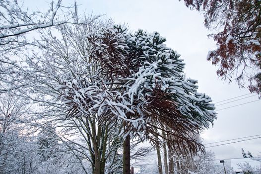 Snow covered trees