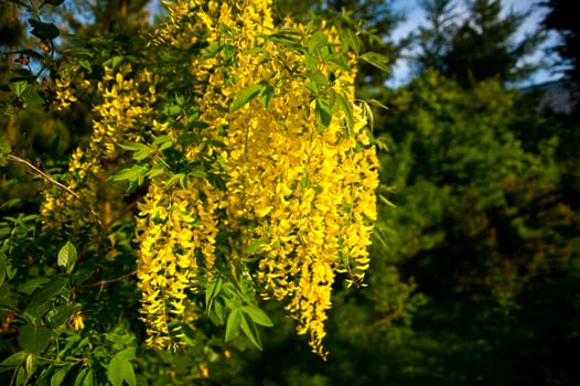 Hanging yellow blossoms