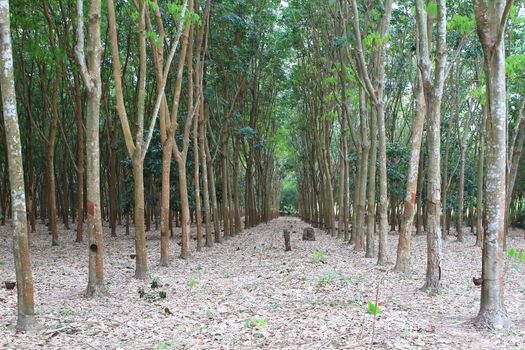Para rubber tree garden in south of Thailand